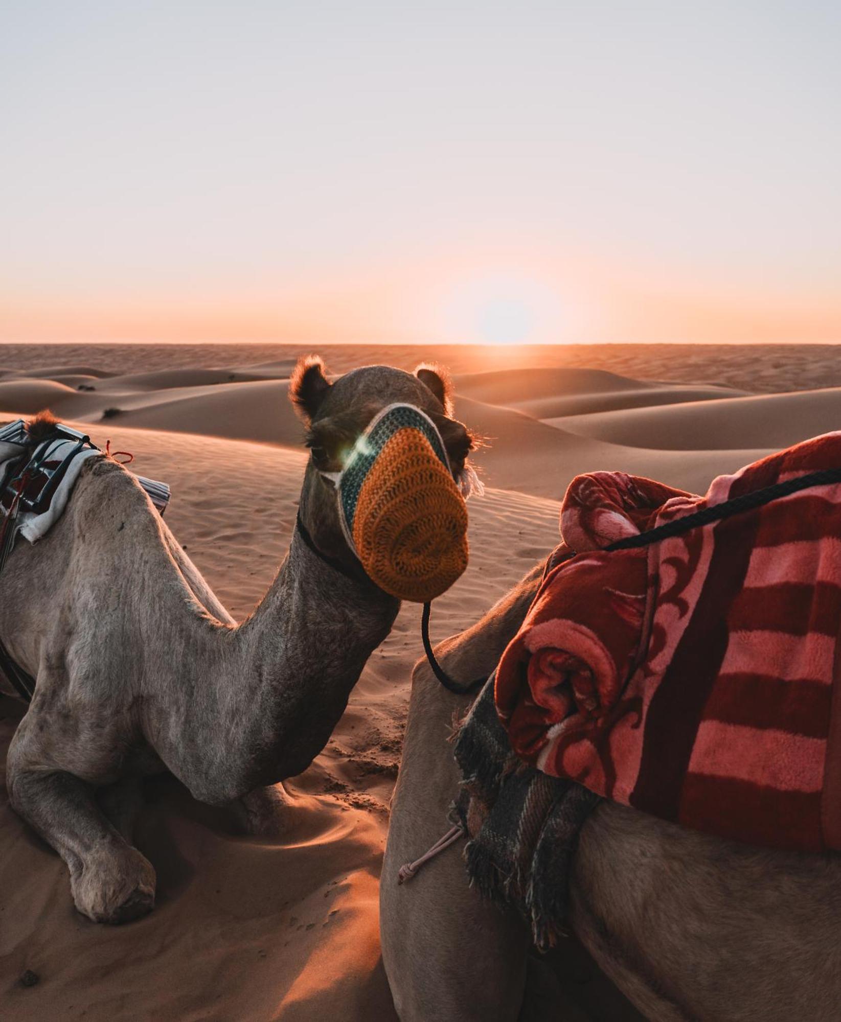 Hamood Desert Private Camp Hotel Al Wāşil Exterior foto