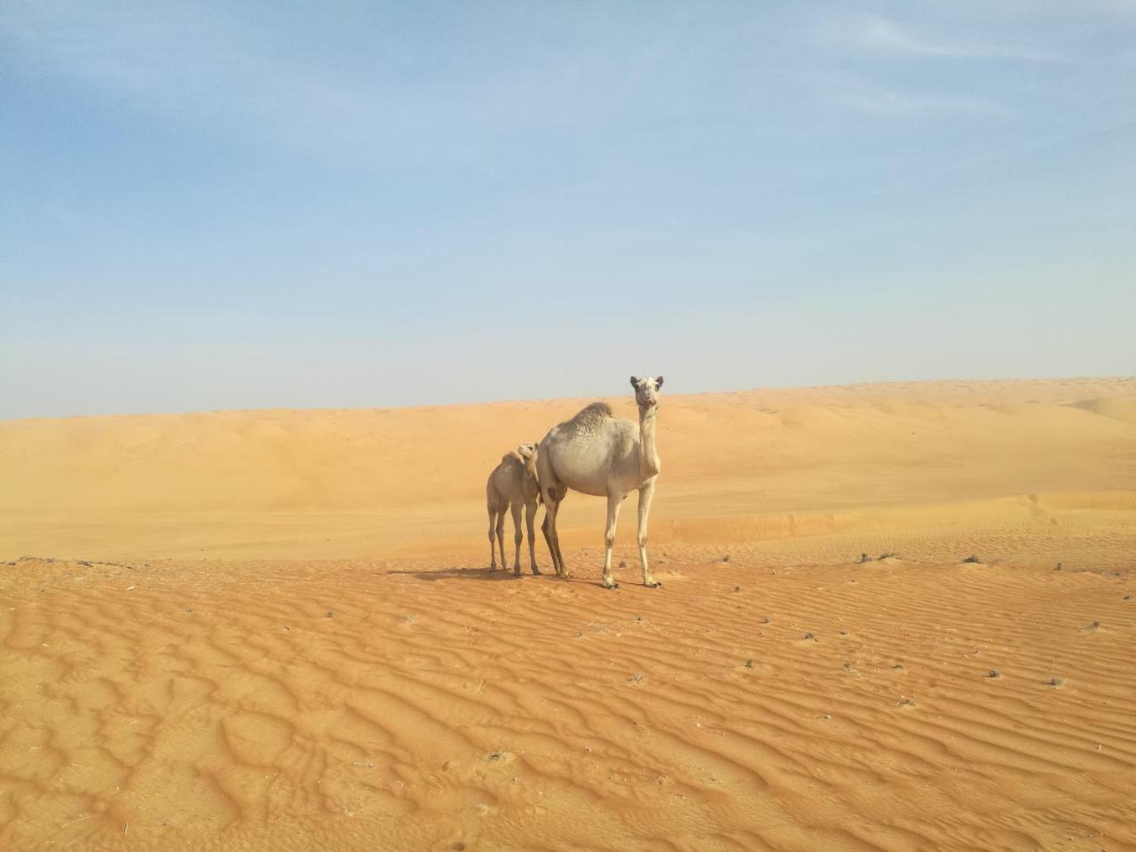 Hamood Desert Private Camp Hotel Al Wāşil Exterior foto